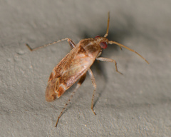 Hamatophylus guttulosus