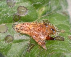 Paracantha culta