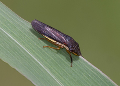 Homalodisca insolita