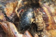 Barypeithes pellucidus