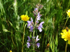 Salvia verbenaca