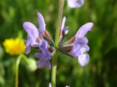 Salvia verbenaca