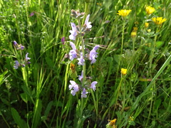 Salvia verbenaca