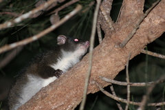 Pseudocheirus occidentalis