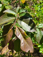 Diospyros virginiana image