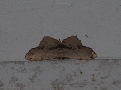 Microcalicha melanosticta