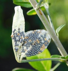 Amphicallia bellatrix