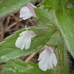 Stachydeae