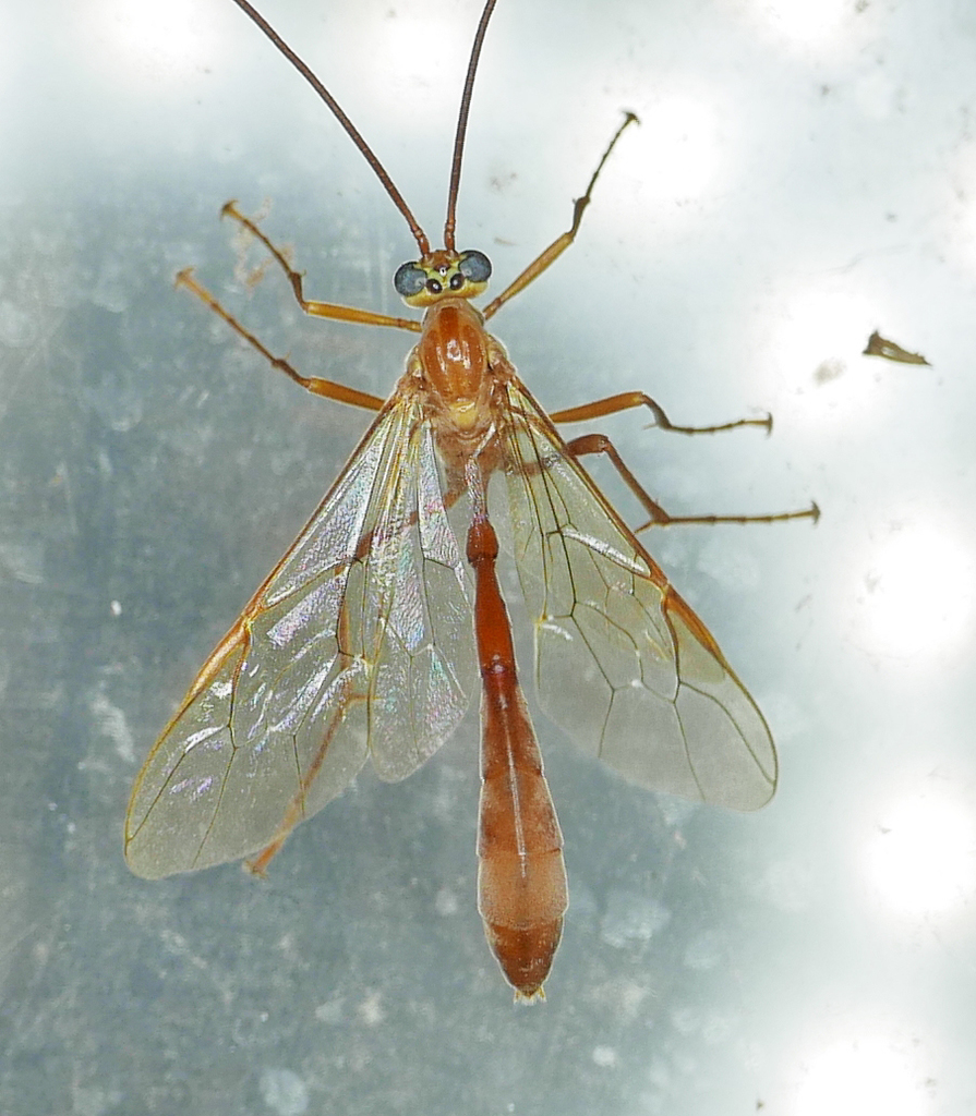 Enicospilus americanus