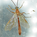 Enicospilus americanus - Photo (c) krancmm, algunos derechos reservados (CC BY-NC), subido por krancmm