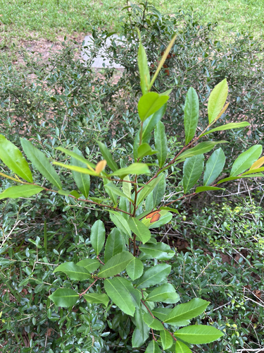 Prunus caroliniana