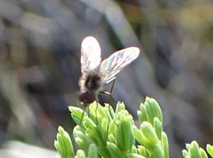 Phthiriinae