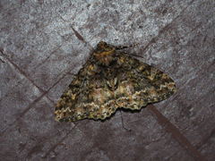 Alcis taiwanovariegata