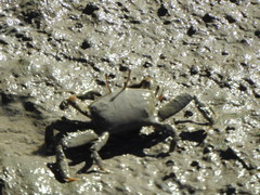 Macrophthalmidae