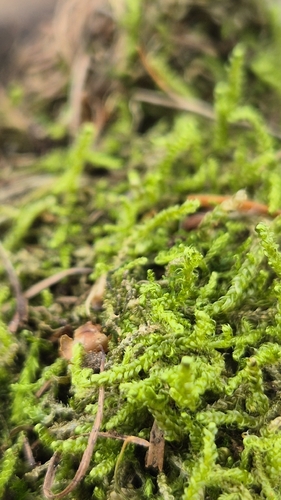 Stereodon callichrous observed 2026-08-01