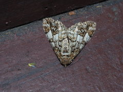 Alcis admissaria