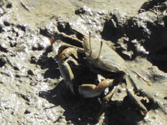 Macrophthalmidae