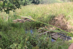 Scleria melanomphala