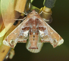 Eutelia pulcherrimus