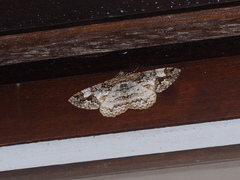 Alcis admissaria