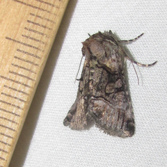 Abrostola microvalis