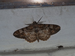Alcis admissaria