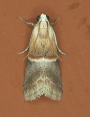 Acrobasis demotella