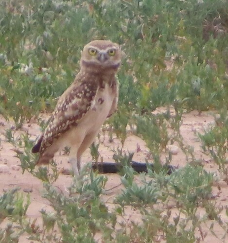 Burrowing Owl