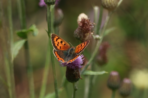 Small Copper
