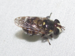 Copestylum tamaulipanum