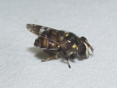 Copestylum tamaulipanum