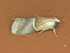Acrobasis demotella