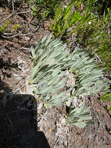 Antennaria lanata, photograph 2