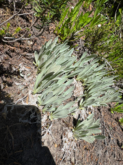 Antennaria lanata, photograph author not stated, no rights reserved