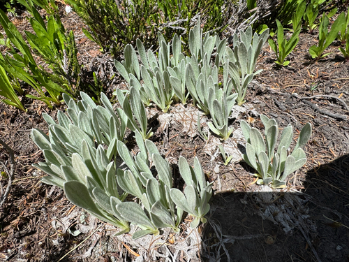 Antennaria lanata, photograph 1