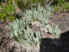Antennaria lanata, photograph author not stated, no rights reserved
