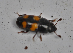 Glischrochilus grandis