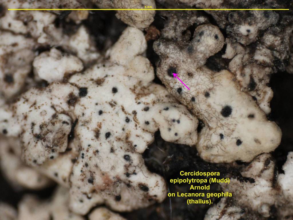Cercidospora