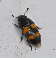 Glischrochilus grandis