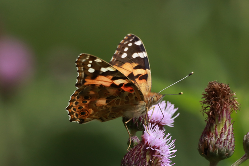 Painted Lady