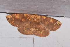 Heterostegania lunulosa