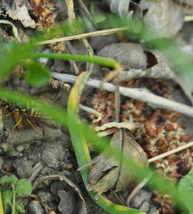 Puccinia rossiana
