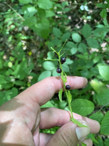 Cardamine bulbifera, photograph 2