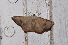 Peratostega deletaria