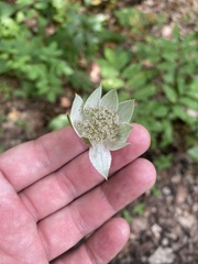 Astrantia maxima, photograph (c) Илья Руденко, some rights reserved (CC BY)