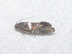 Glyphipteriginae