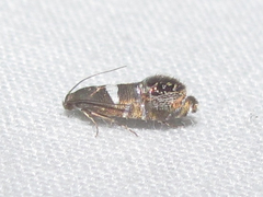 Glyphipteriginae
