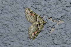 Chloroclystis rubroviridis