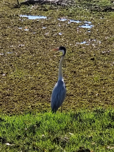 Cocoi Heron