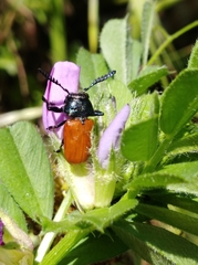 Labidostomis taxicornis